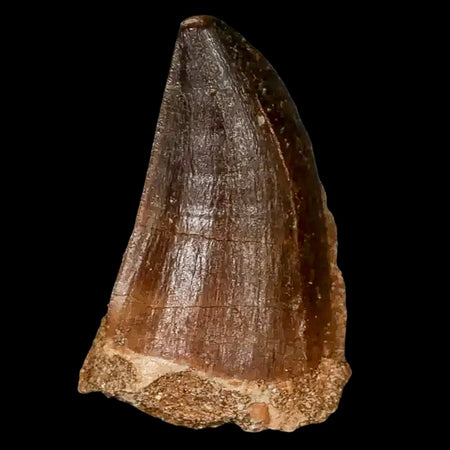 1.6" Mosasaur Prognathodon Fossil Tooth Cretaceous Dinosaur Era COA, Stand