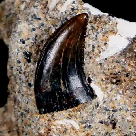 0.3" Dromaeosaurus Raptor Serrated Fossil Tooth In Matrix Judith River FM MT COA - Fossil Age Minerals
