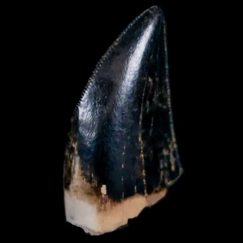 0.7" Tyrannosaur Serrated Fossil Tooth Cretaceous Dinosaur Judith River FM MT COA - Fossil Age Minerals