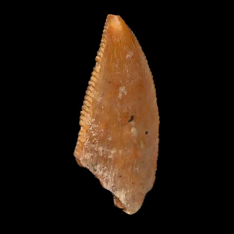 0.8" Majungasaurus Serrated Fossil Tooth Cretaceous Dinosaur Madagascar COA - Fossil Age Minerals