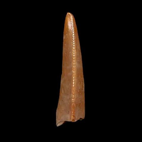 0.8" Majungasaurus Serrated Fossil Tooth Cretaceous Dinosaur Madagascar COA - Fossil Age Minerals