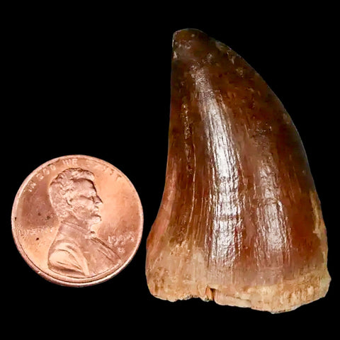 1.5" Mosasaur Prognathodon Fossil Tooth Cretaceous Dinosaur Era COA, Stand - Fossil Age Minerals