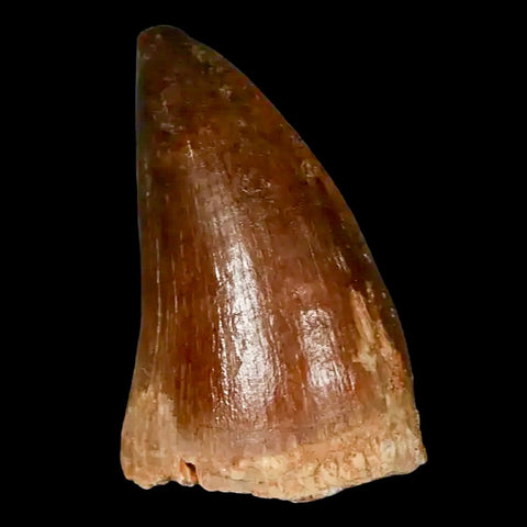 1.5" Mosasaur Prognathodon Fossil Tooth Cretaceous Dinosaur Era COA, Stand - Fossil Age Minerals