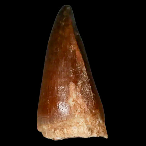 1.5" Mosasaur Prognathodon Fossil Tooth Cretaceous Dinosaur Era COA, Stand - Fossil Age Minerals