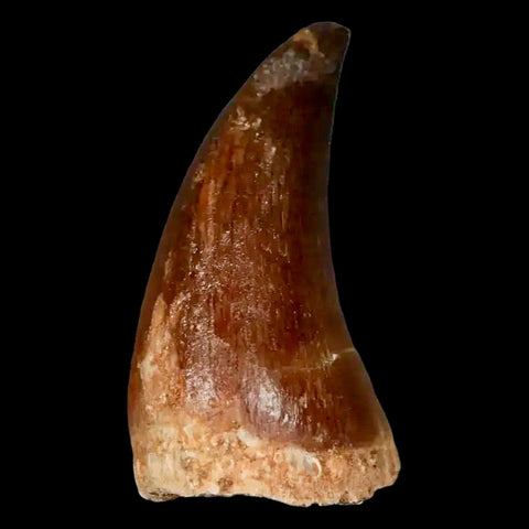 1.5" Mosasaur Prognathodon Fossil Tooth Cretaceous Dinosaur Era COA, Stand - Fossil Age Minerals