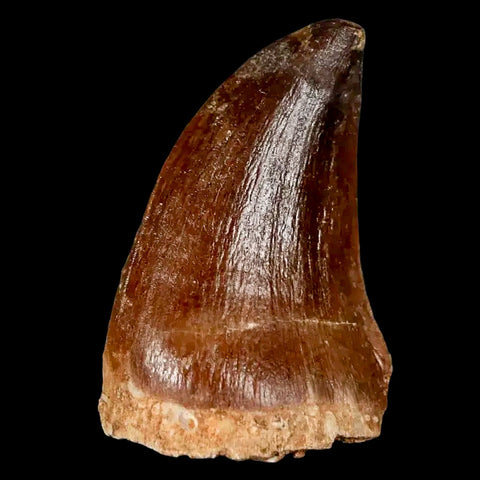 1.5" Mosasaur Prognathodon Fossil Tooth Cretaceous Dinosaur Era COA, Stand - Fossil Age Minerals