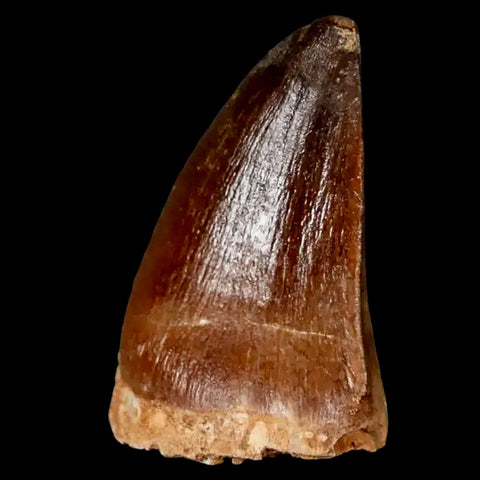 1.5" Mosasaur Prognathodon Fossil Tooth Cretaceous Dinosaur Era COA, Stand - Fossil Age Minerals