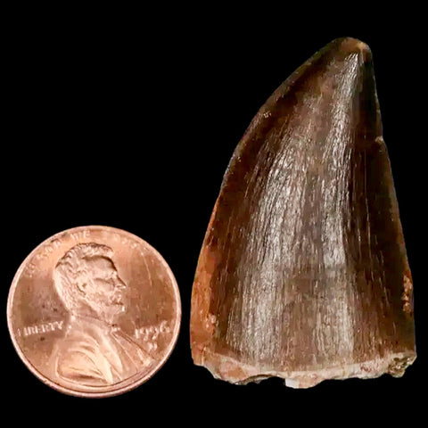 1.6" Mosasaur Prognathodon Fossil Tooth Cretaceous Dinosaur Era COA, Stand - Fossil Age Minerals