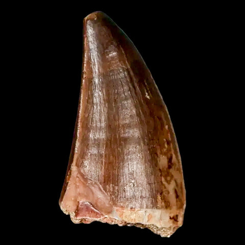 1.6" Mosasaur Prognathodon Fossil Tooth Cretaceous Dinosaur Era COA, Stand - Fossil Age Minerals