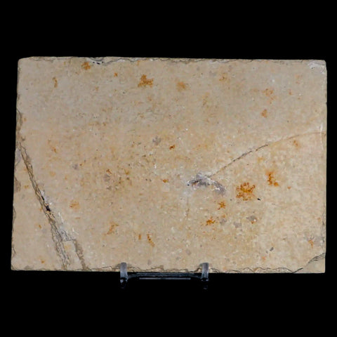 XL 4.6" Knightia Eocaena Fossil Fish Green River FM WY Eocene Age COA & Stand - Fossil Age Minerals