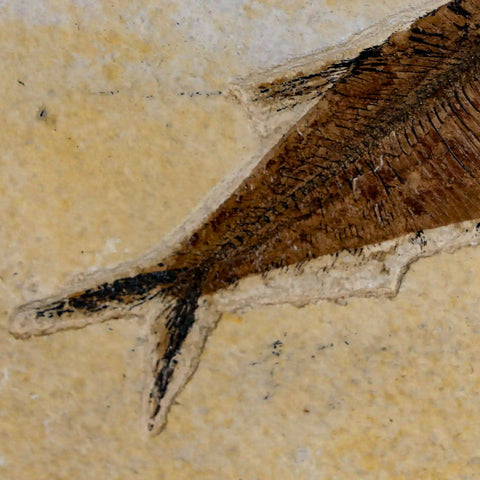 3.6" Diplomystus Dentatus Fossil Fish Green River FM WY Eocene Age COA, Stand - Fossil Age Minerals