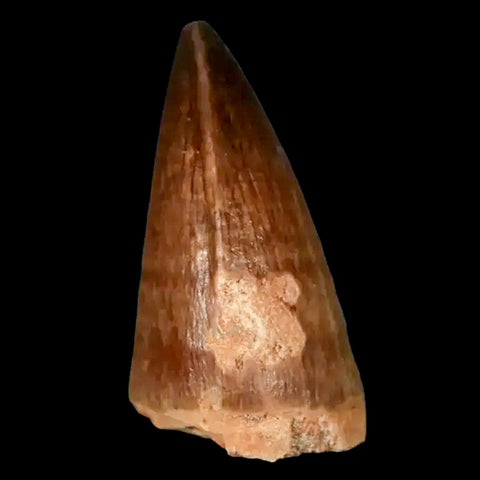 1.5" Mosasaur Prognathodon Fossil Tooth Cretaceous Dinosaur Era COA, Stand - Fossil Age Minerals