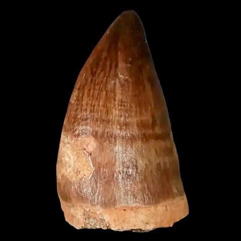 1.5" Mosasaur Prognathodon Fossil Tooth Cretaceous Dinosaur Era COA, Stand - Fossil Age Minerals