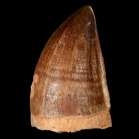 1.5" Mosasaur Prognathodon Fossil Tooth Cretaceous Dinosaur Era COA, Stand - Fossil Age Minerals