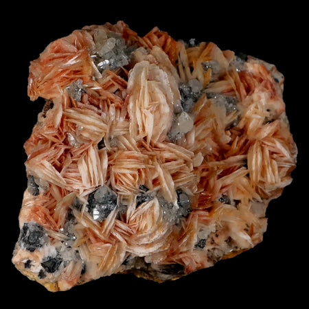 2.9" Sparkly Pink Barite Blades, Cerussite Crystals, Galena Crystal Mineral Morocco