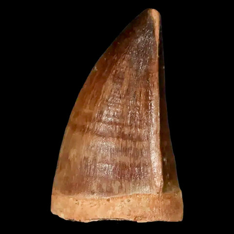 1.5" Mosasaur Prognathodon Fossil Tooth Cretaceous Dinosaur Era COA, Stand - Fossil Age Minerals