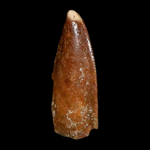 0.8" Majungasaurus Serrated Fossil Tooth Cretaceous Dinosaur Madagascar COA - Fossil Age Minerals