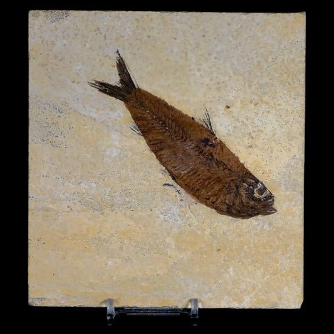XL 4.2" Knightia Eocaena Fossil Fish Green River FM WY Eocene Age COA & Stand - Fossil Age Minerals