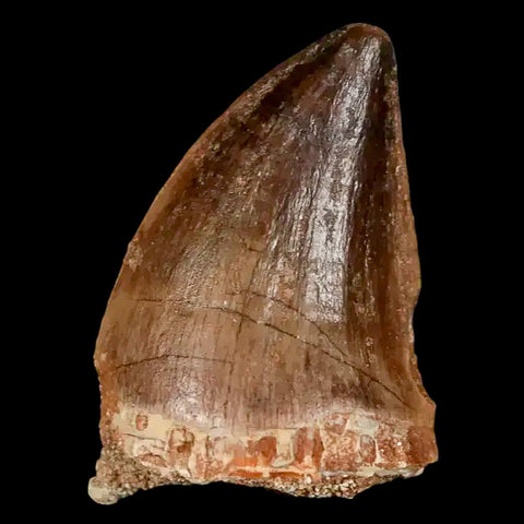 1.4" Mosasaur Prognathodon Fossil Tooth Cretaceous Dinosaur Era COA, Stand - Fossil Age Minerals