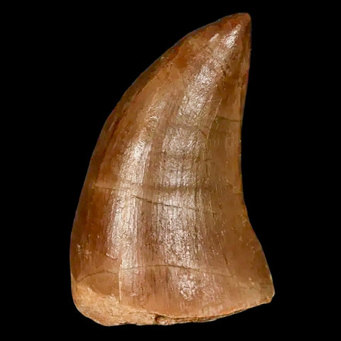 1.6" Mosasaur Prognathodon Fossil Tooth Cretaceous Dinosaur Era COA, Stand - Fossil Age Minerals