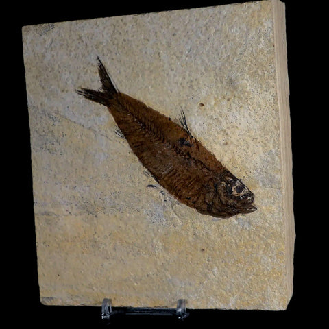 XL 4.2" Knightia Eocaena Fossil Fish Green River FM WY Eocene Age COA & Stand - Fossil Age Minerals