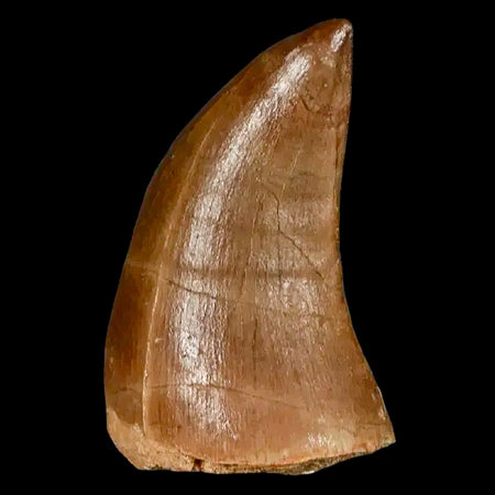 1.6" Mosasaur Prognathodon Fossil Tooth Cretaceous Dinosaur Era COA, Stand