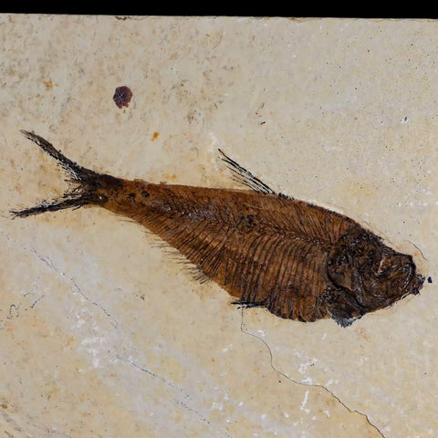 3.5" Diplomystus Dentatus Fossil Fish Green River FM WY Eocene Age COA, Stand - Fossil Age Minerals