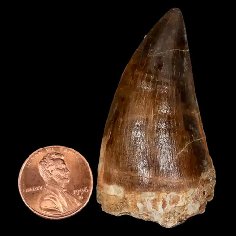 XL 2.2" Mosasaur Prognathodon Fossil Tooth Cretaceous Dinosaur Era COA, Stand - Fossil Age Minerals