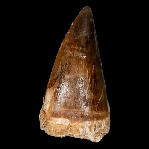 XL 2.2" Mosasaur Prognathodon Fossil Tooth Cretaceous Dinosaur Era COA, Stand - Fossil Age Minerals