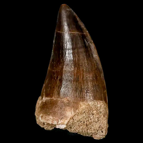 XL 2.2" Mosasaur Prognathodon Fossil Tooth Cretaceous Dinosaur Era COA, Stand - Fossil Age Minerals