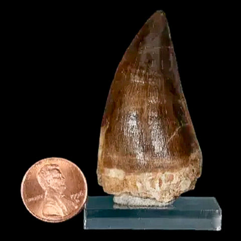 XL 2.2" Mosasaur Prognathodon Fossil Tooth Cretaceous Dinosaur Era COA, Stand - Fossil Age Minerals