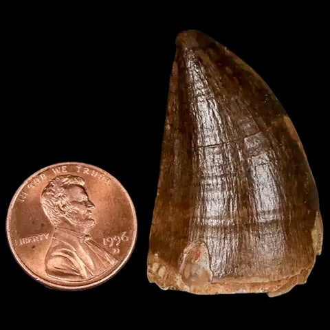 1.5" Mosasaur Prognathodon Fossil Tooth Cretaceous Dinosaur Era COA, Stand - Fossil Age Minerals