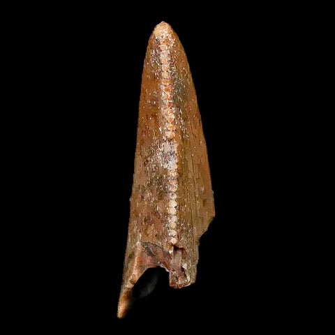 0.8" Majungasaurus Serrated Fossil Tooth Cretaceous Dinosaur Madagascar COA - Fossil Age Minerals