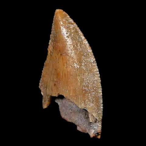 0.8" Majungasaurus Serrated Fossil Tooth Cretaceous Dinosaur Madagascar COA - Fossil Age Minerals