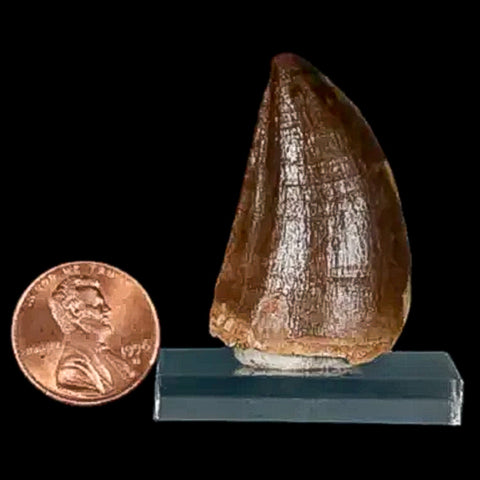 1.5" Mosasaur Prognathodon Fossil Tooth Cretaceous Dinosaur Era COA, Stand - Fossil Age Minerals