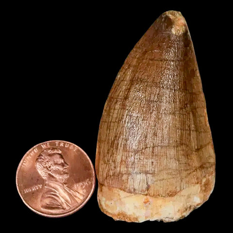 XL 2" Mosasaur Prognathodon Fossil Tooth Cretaceous Dinosaur Era COA, Stand - Fossil Age Minerals