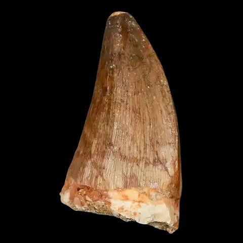 XL 2" Mosasaur Prognathodon Fossil Tooth Cretaceous Dinosaur Era COA, Stand - Fossil Age Minerals