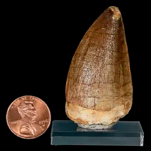 XL 2" Mosasaur Prognathodon Fossil Tooth Cretaceous Dinosaur Era COA, Stand - Fossil Age Minerals