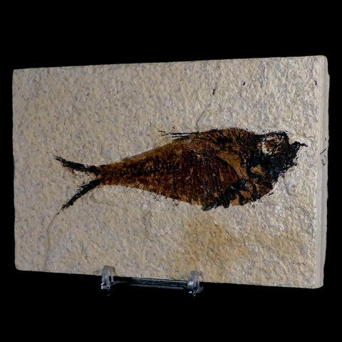 4.4" Diplomystus Dentatus Fossil Fish Green River FM WY Eocene Age COA, Stand - Fossil Age Minerals