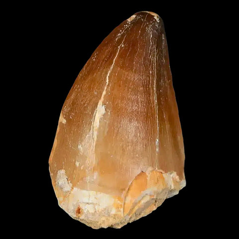 XL 2.1" Mosasaur Prognathodon Fossil Tooth Cretaceous Dinosaur Era COA, Stand - Fossil Age Minerals