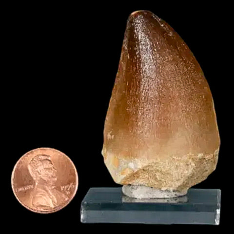 XL 2.1" Mosasaur Prognathodon Fossil Tooth Cretaceous Dinosaur Era COA, Stand - Fossil Age Minerals