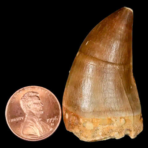 1.8" Mosasaur Prognathodon Fossil Tooth Cretaceous Dinosaur Era COA, Stand - Fossil Age Minerals