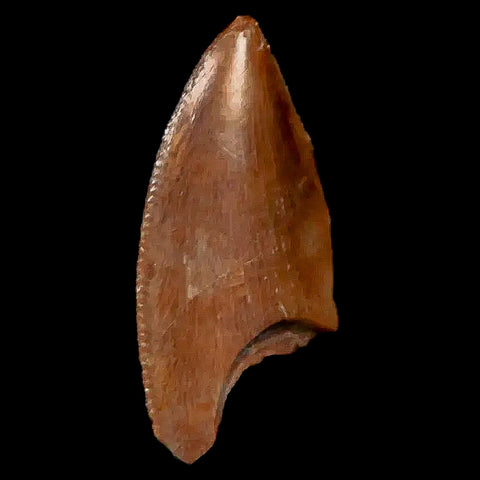 0.8" Majungasaurus Serrated Fossil Tooth Cretaceous Dinosaur Madagascar COA - Fossil Age Minerals