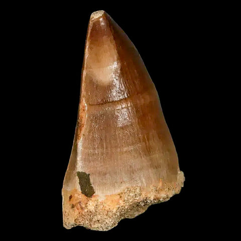 1.8" Mosasaur Prognathodon Fossil Tooth Cretaceous Dinosaur Era COA, Stand - Fossil Age Minerals