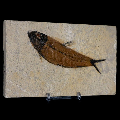 XL 4.1" Knightia Eocaena Fossil Fish Green River FM WY Eocene Age COA & Stand - Fossil Age Minerals