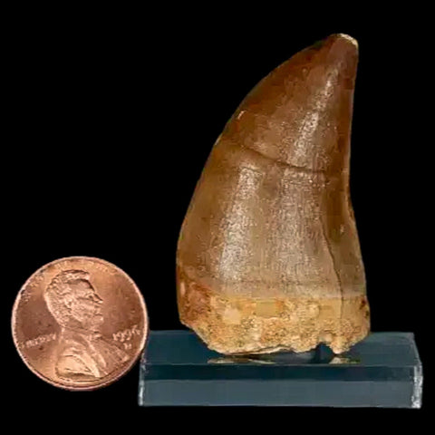 1.8" Mosasaur Prognathodon Fossil Tooth Cretaceous Dinosaur Era COA, Stand - Fossil Age Minerals