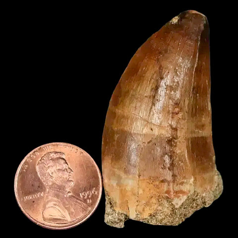 1.9" Mosasaur Prognathodon Fossil Tooth Cretaceous Dinosaur Era COA, Stand