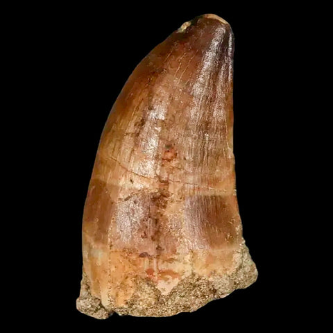 1.9" Mosasaur Prognathodon Fossil Tooth Cretaceous Dinosaur Era COA, Stand