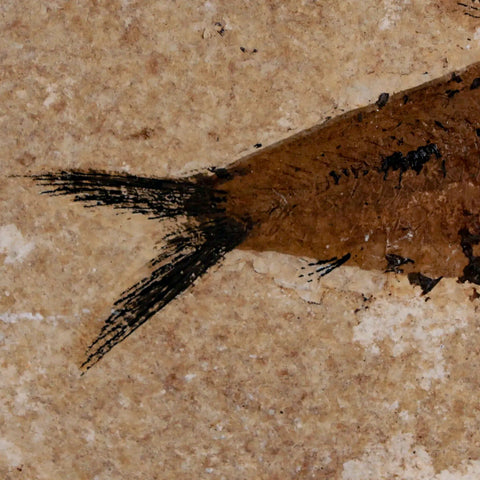 XL 5.2" Knightia Eocaena Fossil Fish Green River FM WY Eocene Age COA & Stand - Fossil Age Minerals