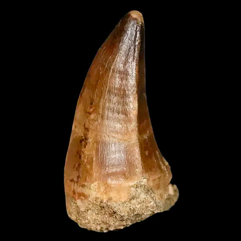 1.9" Mosasaur Prognathodon Fossil Tooth Cretaceous Dinosaur Era COA, Stand